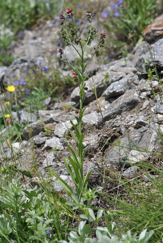 Cynoglossum montanum L.