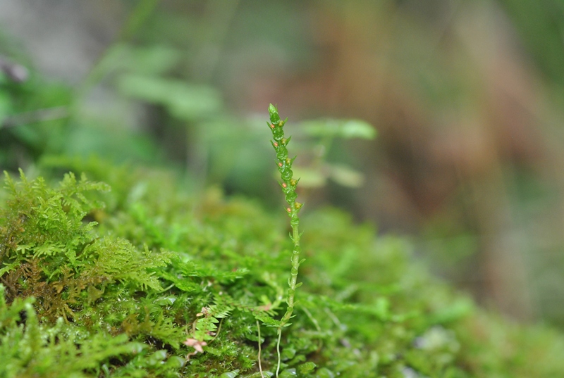 Selaginella helvetica (L.) Spring