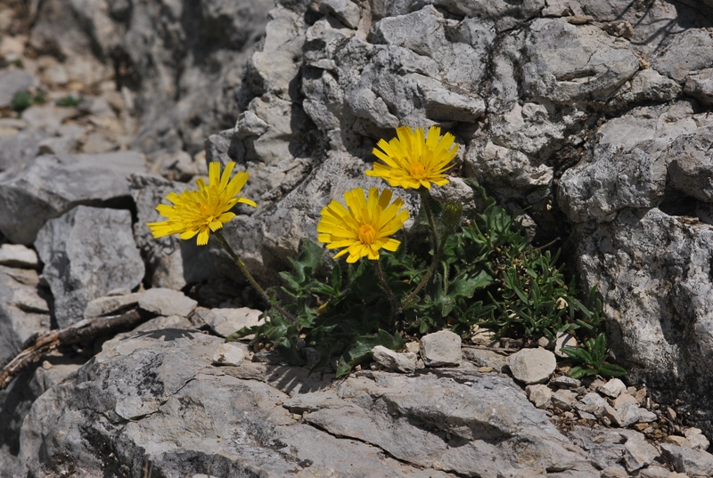 Hieracium kochianum Jord. 02.JPG