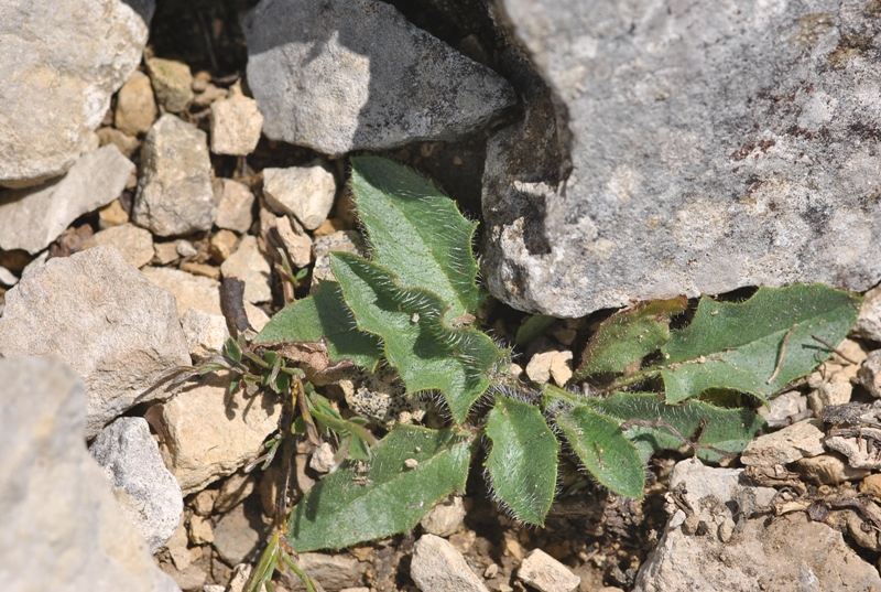 Hieracium kochianum Jord. 01.JPG