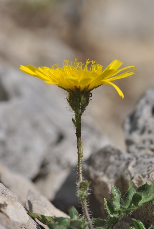 Hieracium kochianum Jord. 03.JPG