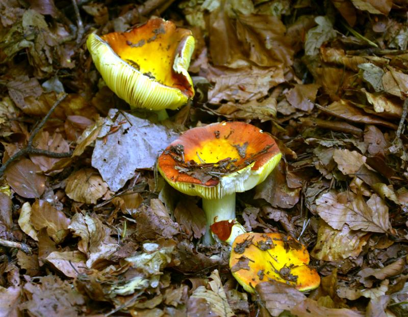 russulaaurea1.jpg