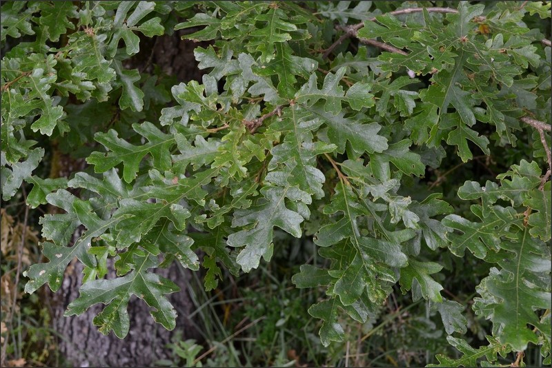 Quercus cerris 3 (17-07-13).jpg