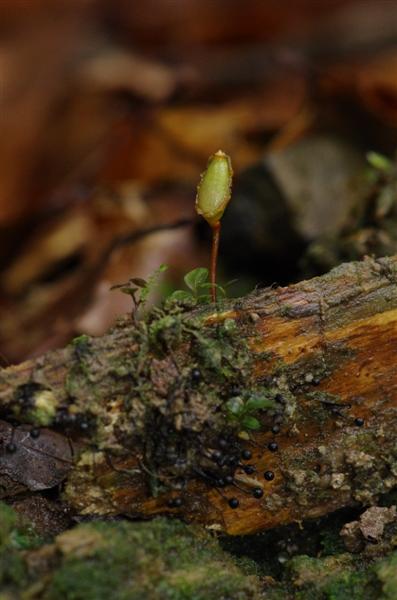 Buxbaumia et la petite plante en touffe juste en dessous