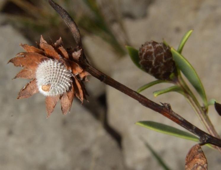 Globularia alypum.JPG