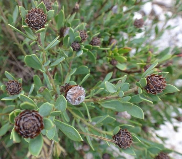 Globularia alypum- Globulaire en buisson.jpg