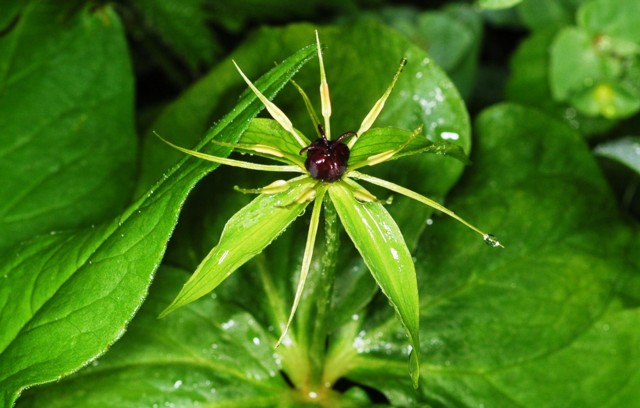 Paris quadrifolia-Parisette à quatre feuilles.JPG