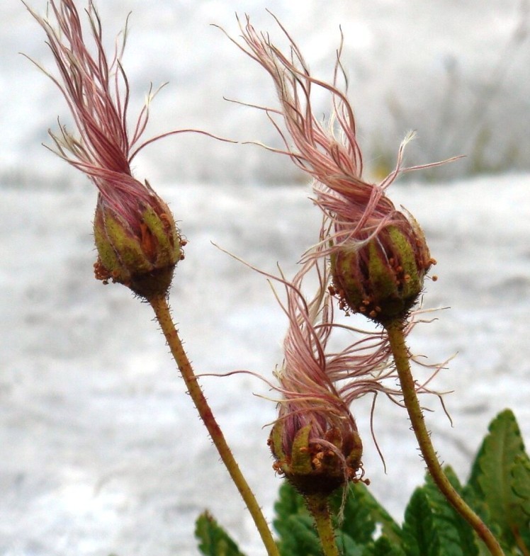 Dryas octopetala-Dryade à huit pétales .jpg