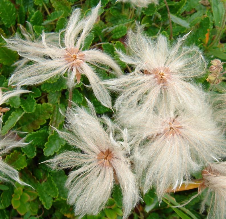 Dryas octopetala-Dryade à huit pétales 03.jpg