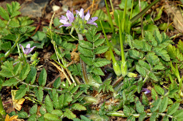 1-a-Erodium-moschatum-Var-02499-4-(2).jpg