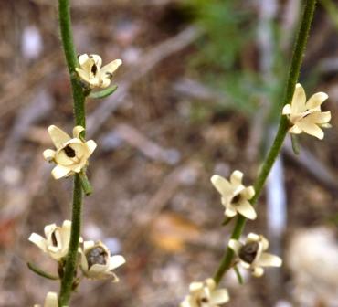 08 Linaria simplex-Linaire simple.JPG