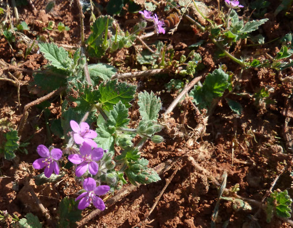 erodium.jpg