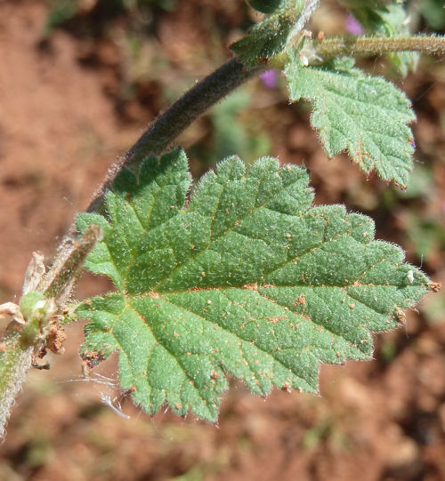 erodium flle.jpg