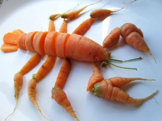 homard10.jpg