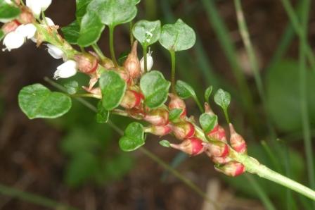 10 Polygonum viviparum-Renouée vivipare.jpg