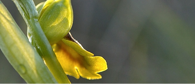 ophrys lutea 2.jpg