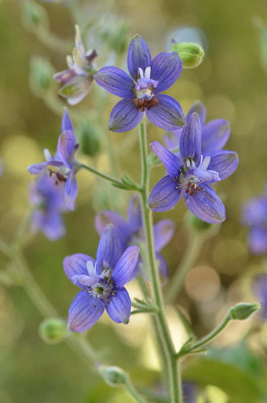 Delphinium staphisagria (6).JPG