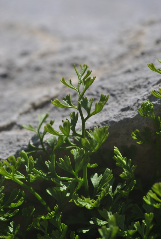 Asplenium fissum Kit. ex Willd. 01.JPG