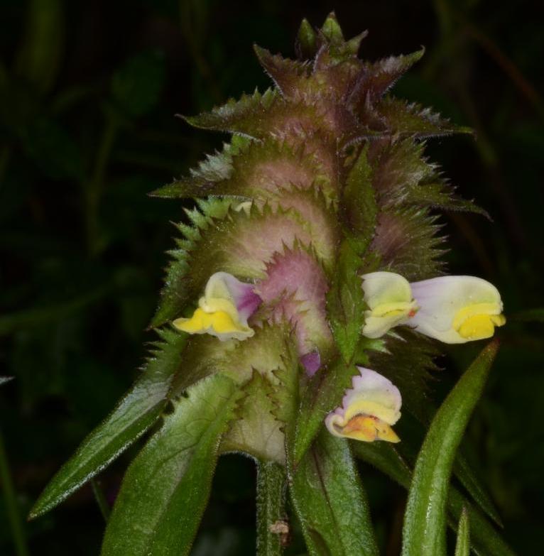 12 Melampyrum cristatum-Mélampyre à crêtes.JPG