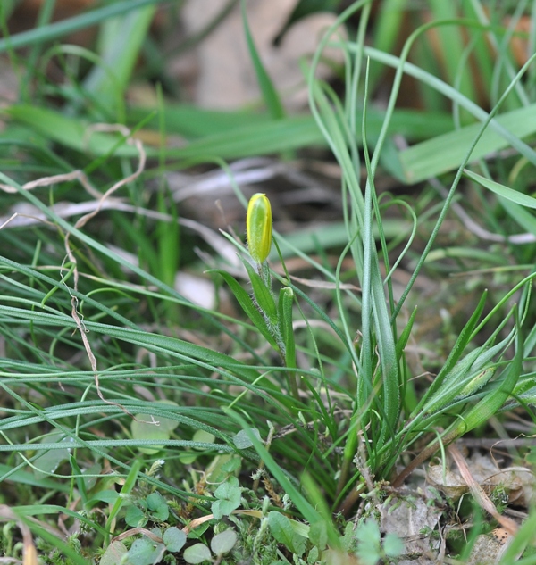 Gagea bohemica subsp. saxatilis (Mert. & W.D.J.Koch) Asch. & Graebn. (2).JPG