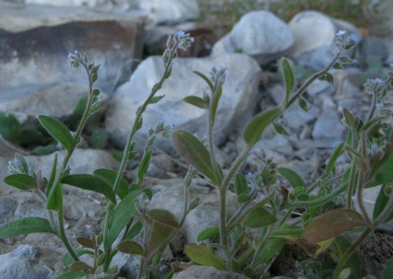 Myosotis minutiflora