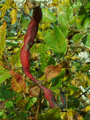 Galle sur Pistacia terebenthus