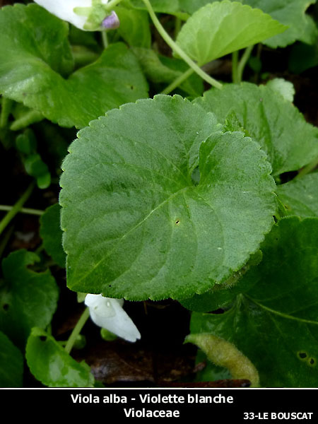 jbla-Viola alba ssp. scotophylla.07.jpg