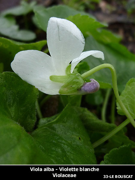 jbla-Viola alba ssp. scotophylla.04.jpg