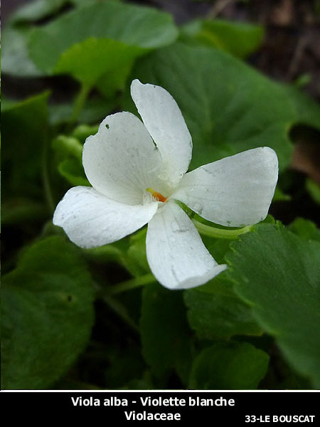 jbla-Viola alba ssp. scotophylla.03.jpg