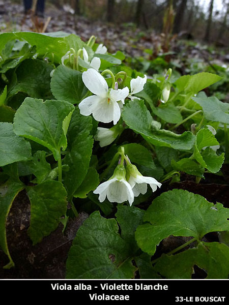 jbla-viola alba ssp. scotophylla.01.jpg