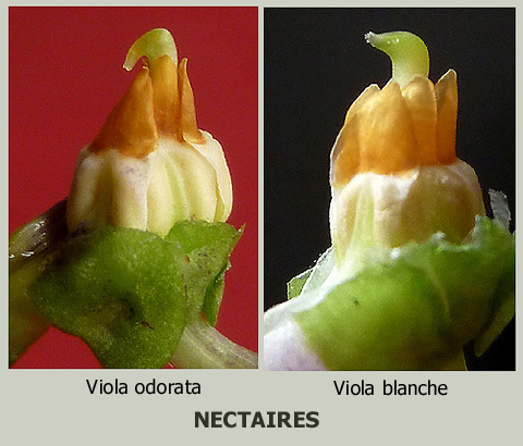 nectaires-compar.jpg