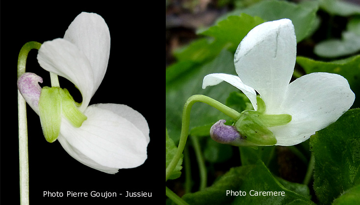 03Viola alba-sepales-eperon.jpg