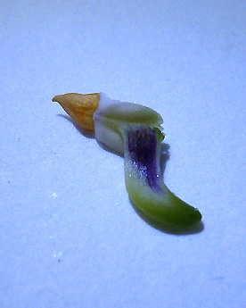 Viola odorata-etamineP1100803.jpg