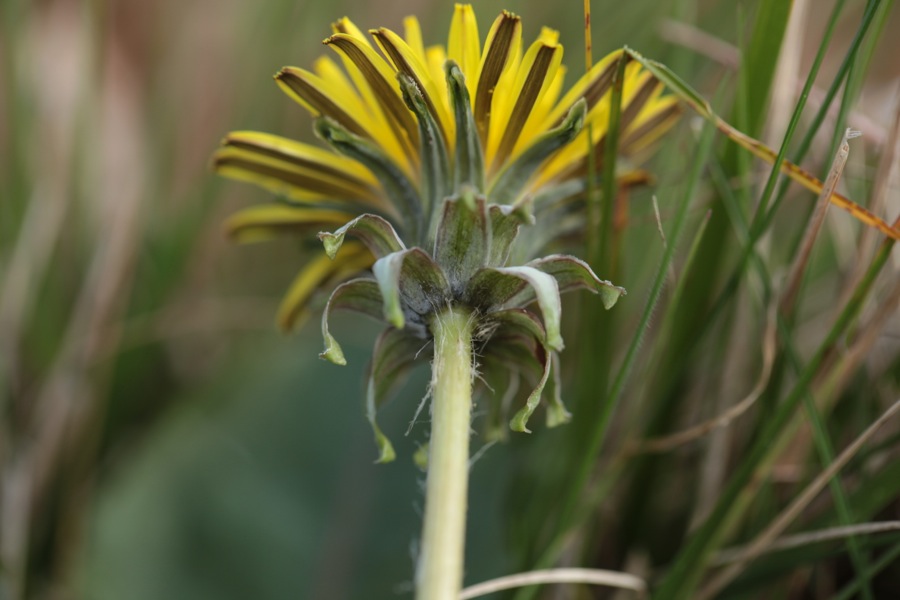 Taraxacum &quot; joker &quot;