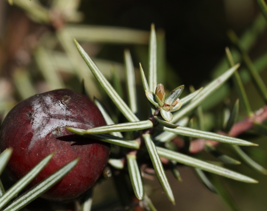 Juniperus oxycedrus L. subsp. oxycedrus