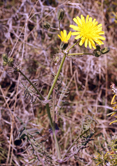 Asteracées a red.jpg