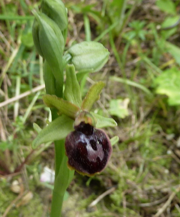 Ophrys exaltata subsp. marzuola011402.JPG