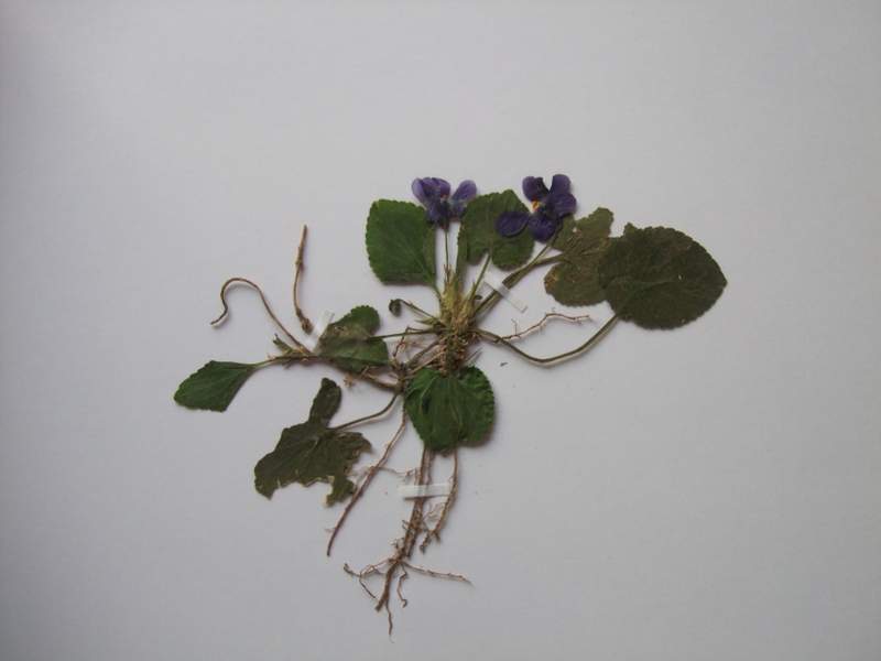 Viola odorata1.jpg