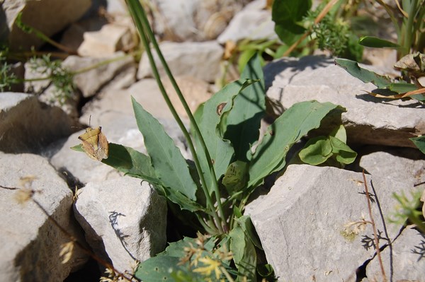 Hieracium sp (2) [1600x1200].JPG