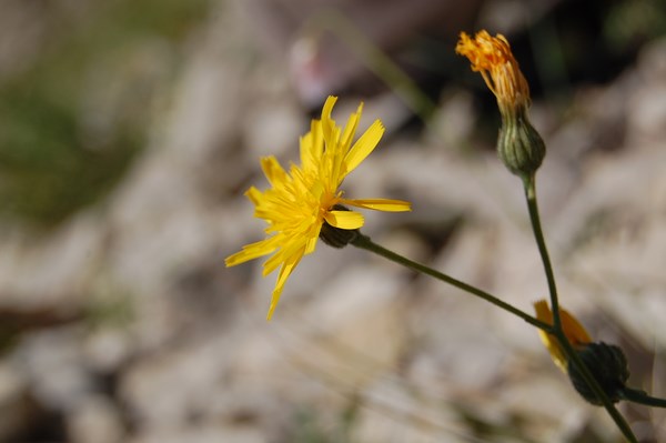 Hieracium sp (1) [1600x1200].JPG