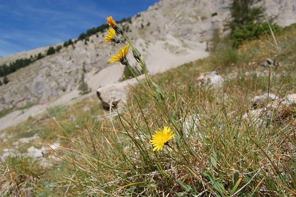 Hieracium sp (4) [1600x1200].JPG