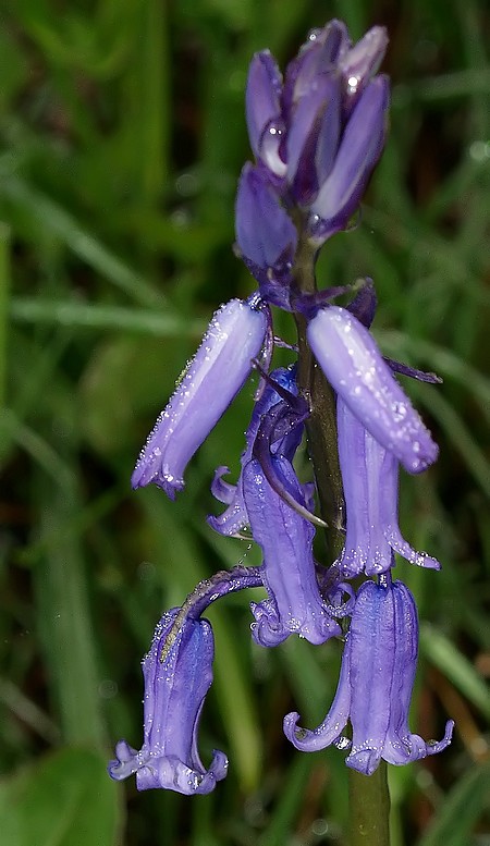Fleur de Hyacinthoides non-scripta