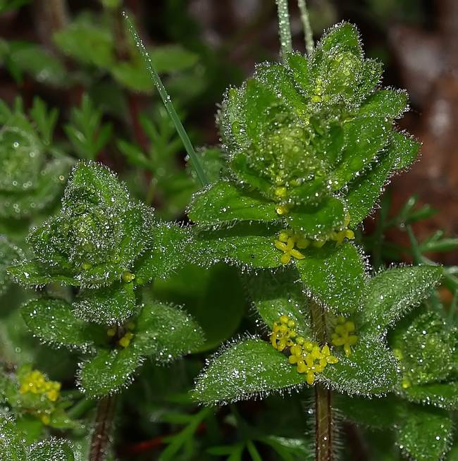 Cruciata laevipes