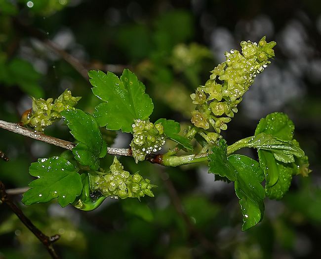 Ribes alpinum