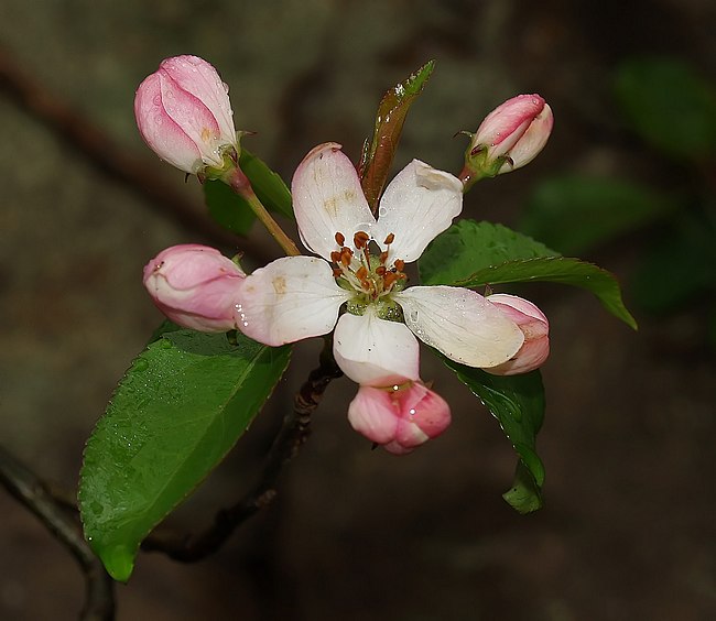 Pyrus communis