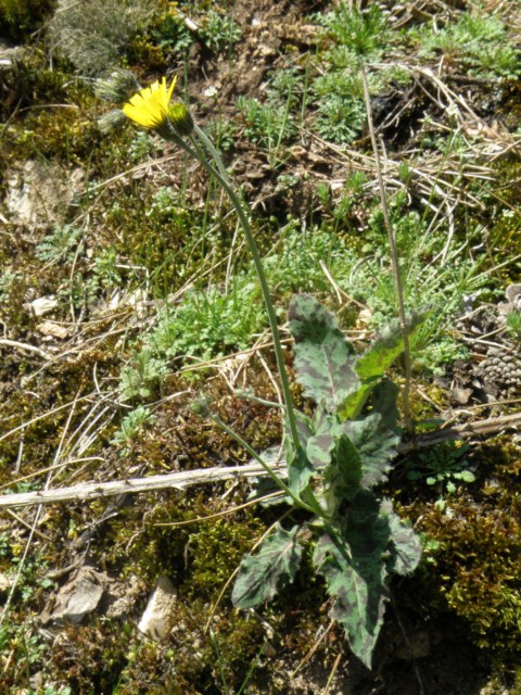 Hieracium bifidum Vaudreuille 15 04 2013 (4) [640x480].JPG