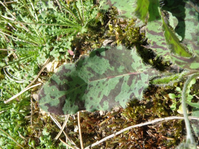 Hieracium bifidum Vaudreuille 15 04 2013 (5) [640x480].JPG