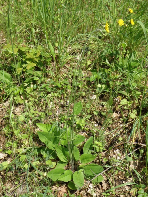 Hieracium murorum Vaudreuile 07 05 10 (2) [640x480].JPG