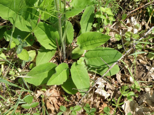 Hieracium murorum Vaudreuile 07 05 10 (3) [640x480].JPG