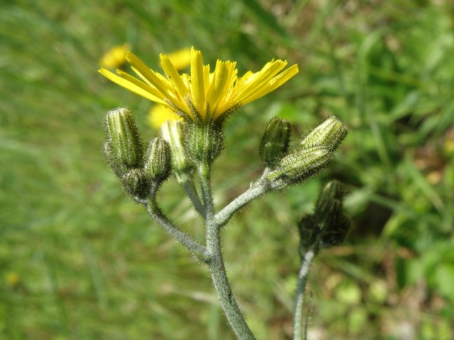 Hieracium murorum Vaudreuile 07 05 10 (4) [640x480].JPG